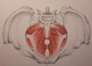 Pelvic_Diaphragmjpg